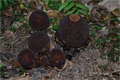 Balanophora fungosa subsp. indica